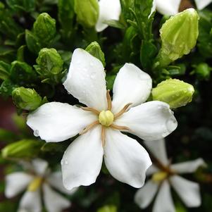 Gardenia jasminoides 'PIIGA-III'