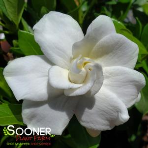 Gardenia jasminoides 'PIIGA-II'