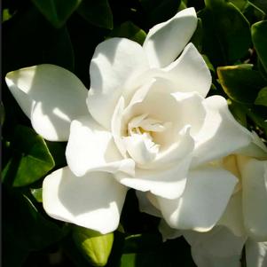 Gardenia jasminoides 'Leeone'