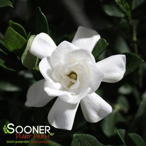 Gardenia jasminoides 'Prince Charles'