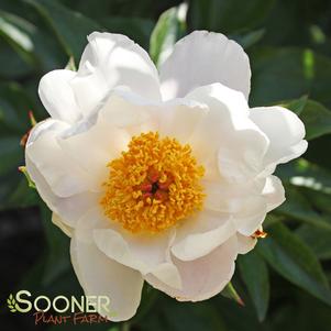 Stewartia pseudocamellia ''