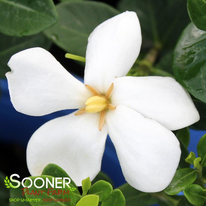 DAISY DUKE™ GARDENIA