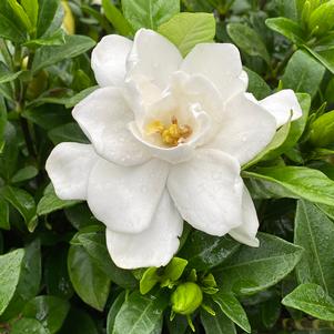 Gardenia jasminoides 'SMNGDUO'