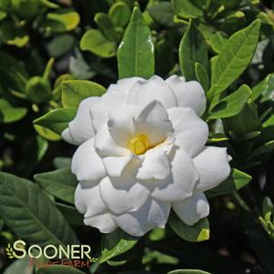 Gardenia jasminoides 'Double Mint'