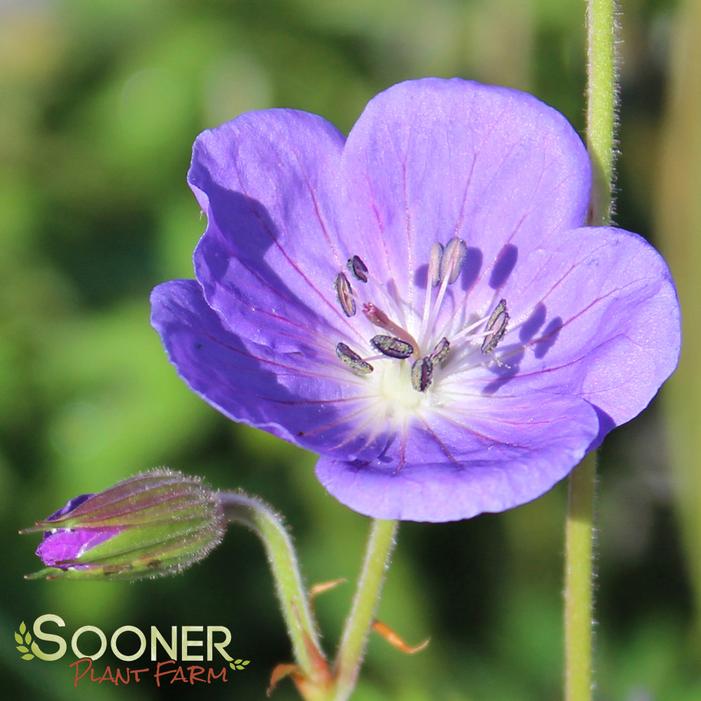 BROOKSIDE CRANESBILL GERANIUM