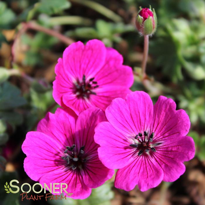 JOLLY JEWEL® RED CRANESBILL GERANIUM