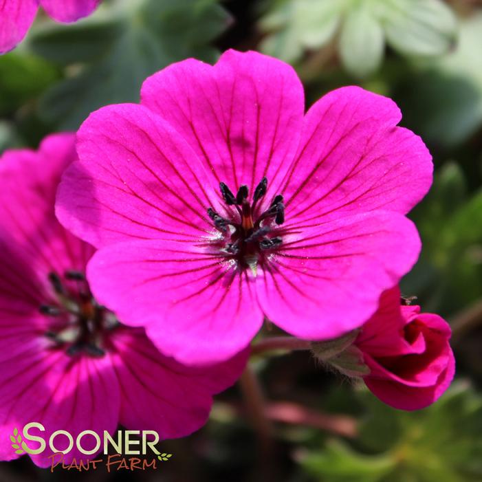 JOLLY JEWEL® RED CRANESBILL GERANIUM