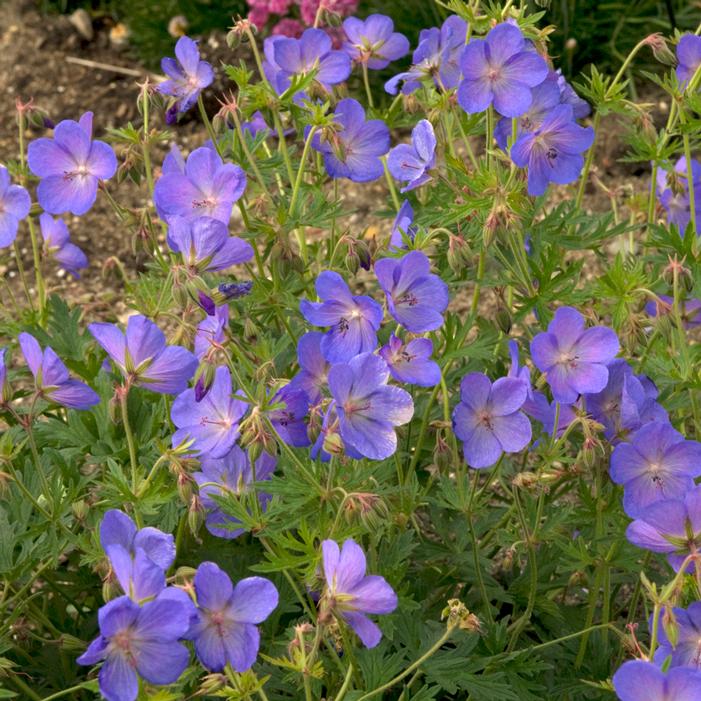 JOHNSON'S BLUE GERANIUM