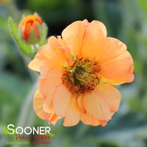 Geum x 'Totally Tangerine'