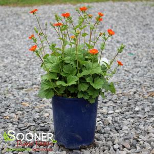 Geum coccineum 'Koi'