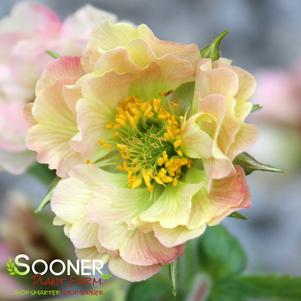 Geum x 'Yellow'