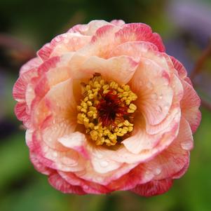 Geum x 'Cosmopolitan'