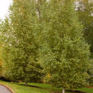 Betula platyphylla 'Fargo'