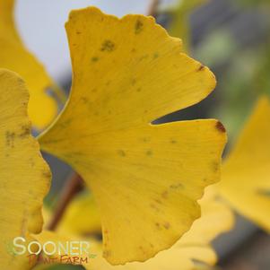 Ginkgo biloba 'Princeton Sentry'