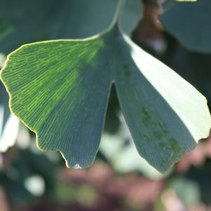 Ginkgo biloba 'Shangri-La'