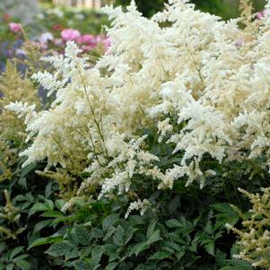 Astilbe japonica 'Deutschland'