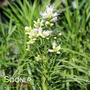 Liatris spicata 'Alba'