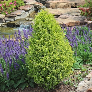 GOLD CONE JUNIPER