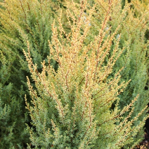 GOLD CONE JUNIPER