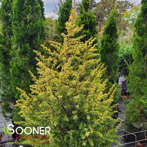 GOLD CONE JUNIPER