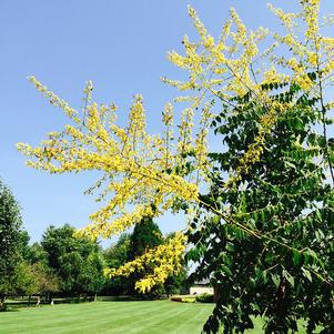 Koelreuteria paniculata 'JFS Sunleaf'