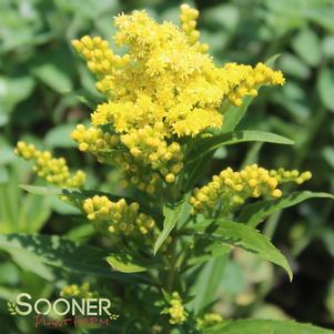 Solidago x 'Dansolitlem'