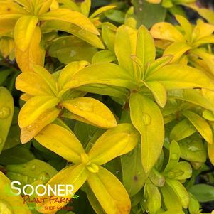 Hypericum calycinum 'Brigadoon'