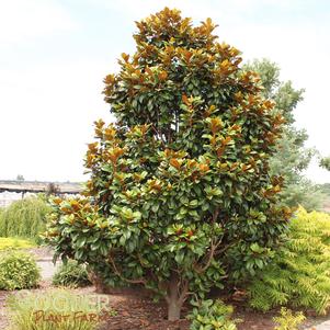 Magnolia grandiflora 'Southern Charm'