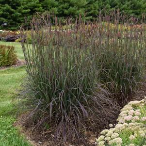 Andropogon gerardii 'Blackhawks'