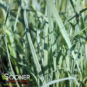 Andropogon gerardii 'Lord Snowden'