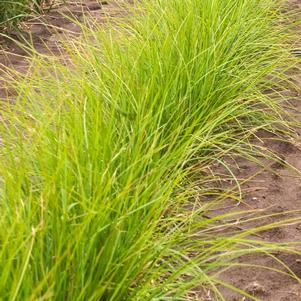 Sesleria autumnalis ''