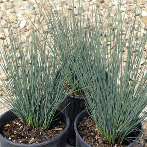 Juncus tenuis 'Blue Dart'