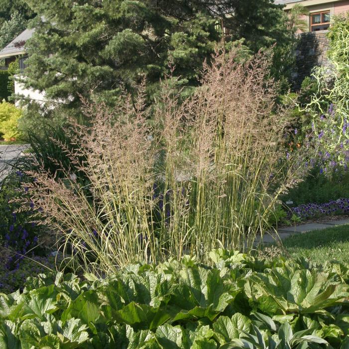 ELDORADO FEATHER REED GRASS