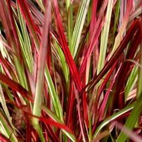 FIREWORKS PURPLE FOUNTAIN GRASS