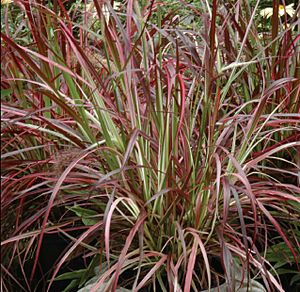 FIREWORKS PURPLE FOUNTAIN GRASS