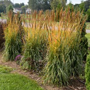 Sorghastrum nutans 'MNYG318153'