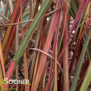 Miscanthus sinensis 'Fire Dragon'