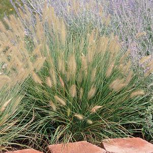 Pennisetum alopecuroides 'Hameln'