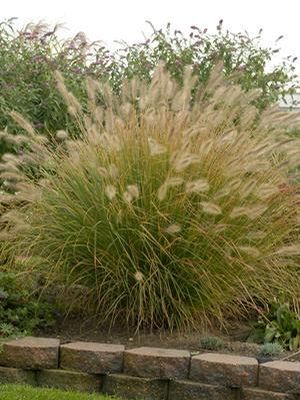 PRAIRIE WINDS® DESERT PLAINS FOUNTAIN GRASS