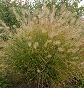 PRAIRIE WINDS® DESERT PLAINS FOUNTAIN GRASS