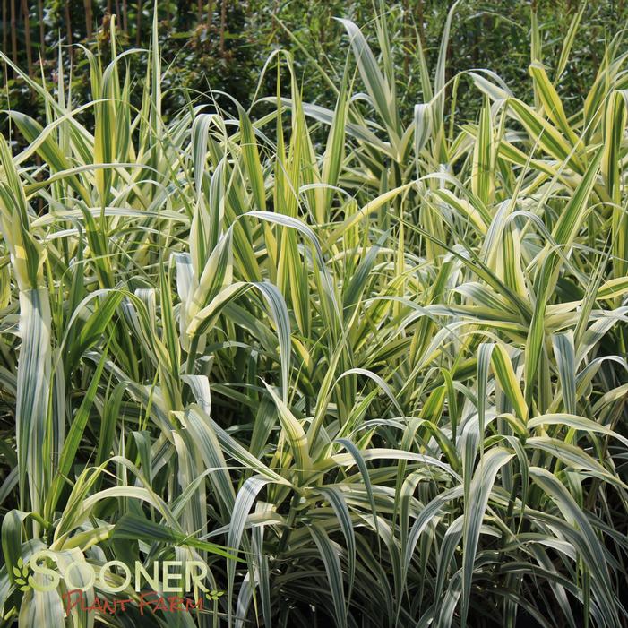 VARIEGATED GIANT REED