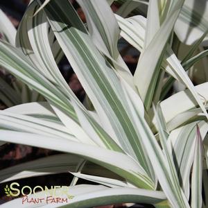 VARIEGATED GIANT REED