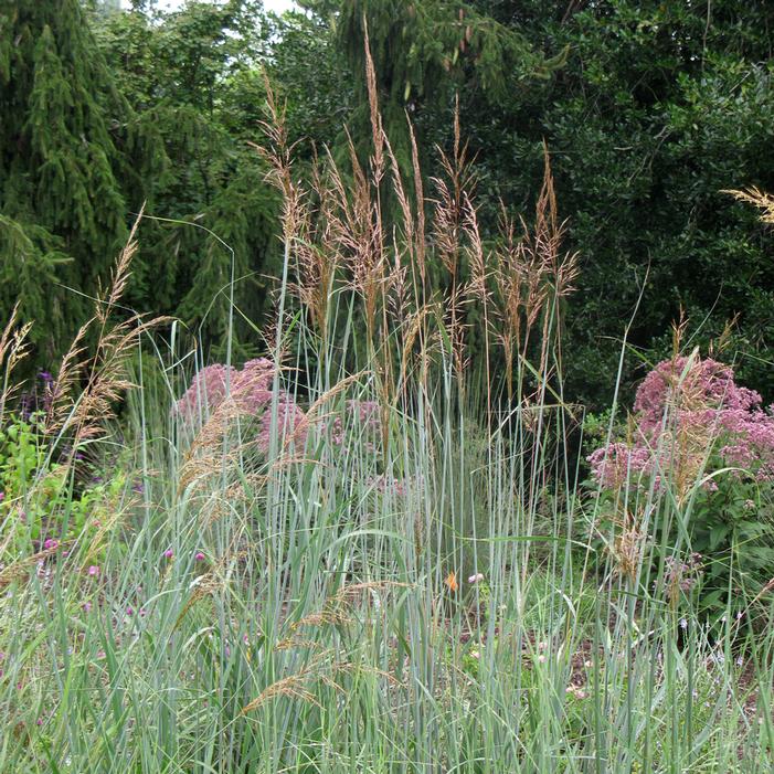 INDIAN STEEL INDIAN GRASS