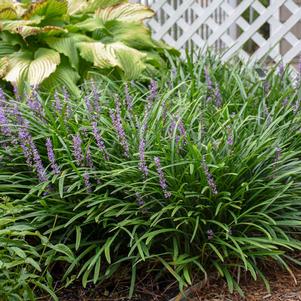 Liriope spicata 'Big Blue'