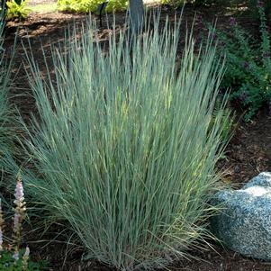 Schizachyrium scoparium 'The Blues'