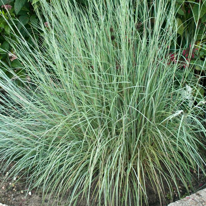 PRAIRIE BLUES LITTLE BLUESTEM