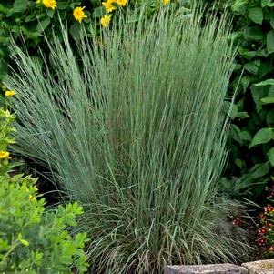 Schizachyrium scoparium 'Prairie Blues'