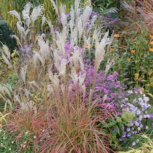 Miscanthus sinensis 'Little Miss'