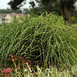 Miscanthus sinensis 'Little Zebra'