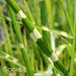 Miscanthus sinensis 'Strictus'